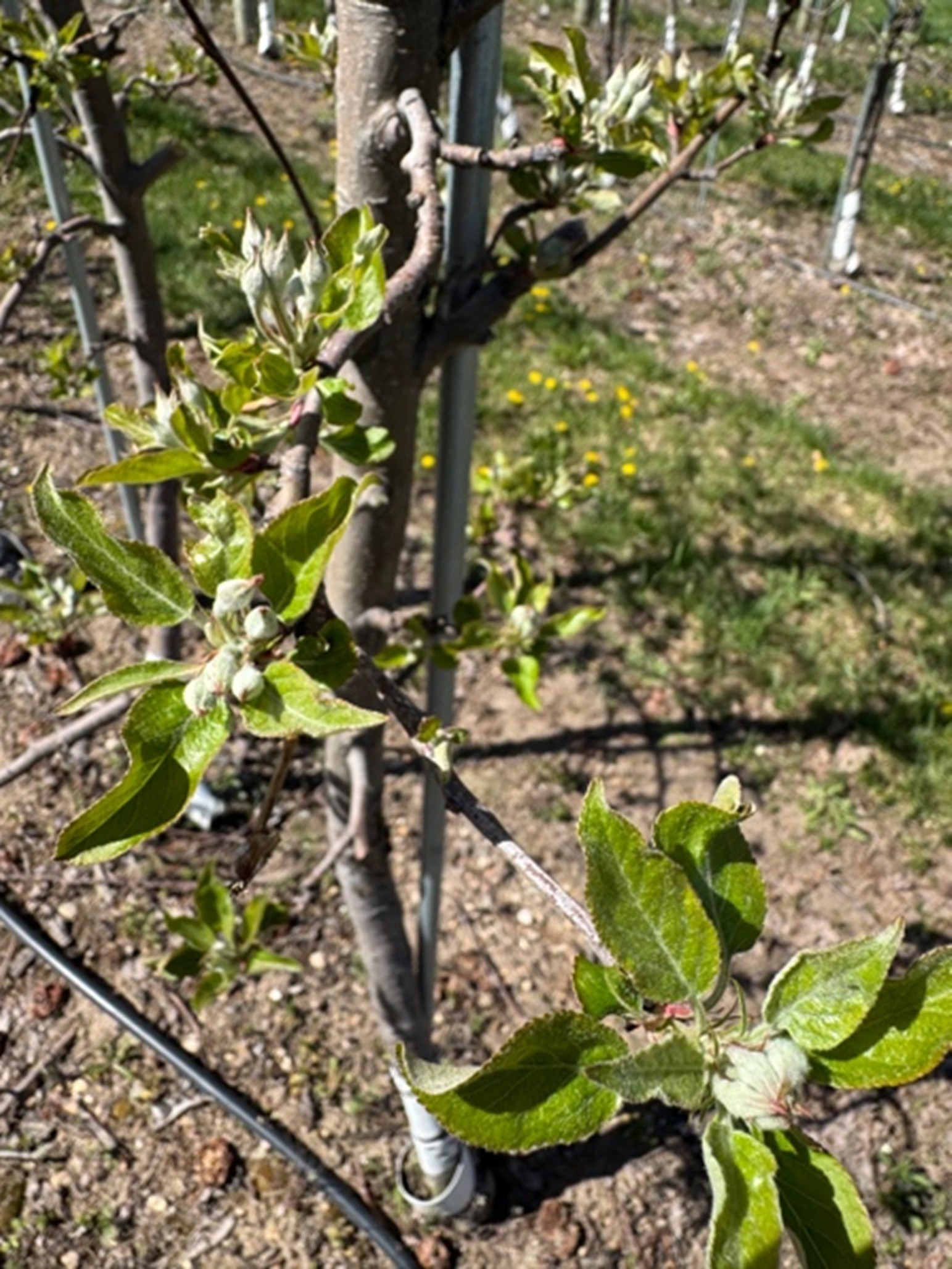 Close-up of a young Gala apple tree branch with emerging leaves and tight flower clusters at&nbsp;early&nbsp;bloom stage, supported by a trellis post in an orchard row with grass and dandelions in the background.&nbsp;